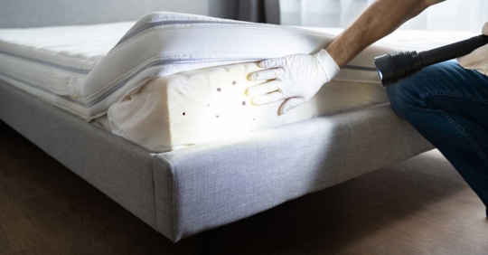 Bed Bug Infestation And Treatment Service