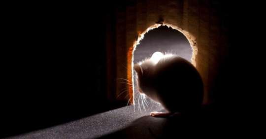 Rat silhouette cast against a hole in the wall