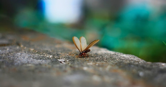 Termite with wings