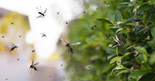 Mosquitoes in the yard