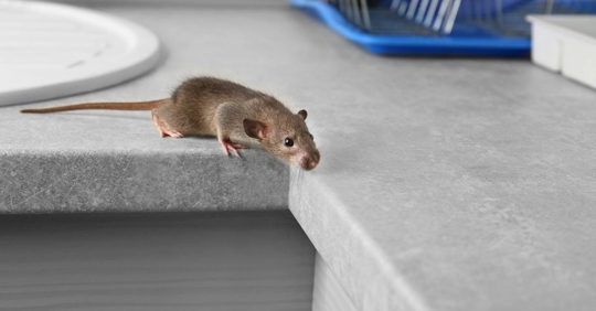 A Mouse on a Kitchen Top