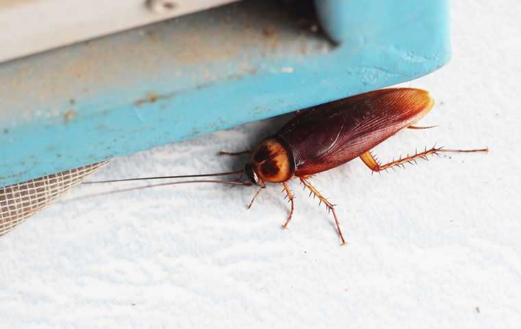 American Cockroach