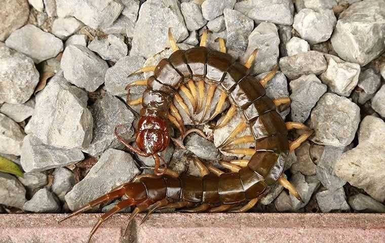 Centipede