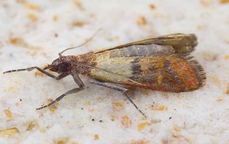 Indian Meal Moth